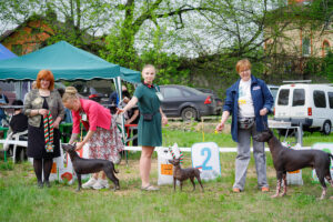 Фото с выставок собак в Пушкино (Костино) 17.05.25. BIS моно ксоло