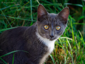 Котик Дым. Две трехцветных кошки и пепельный котик ищут добрые руки! Родились 07.03.25