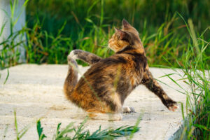 Кошечка Дымка. Две трехцветных кошки и пепельный котик ищут добрые руки! Родились 07.03.25