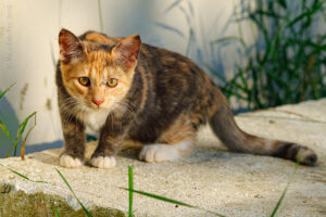 Кошечка Дымка. Две трехцветных кошки и пепельный котик ищут добрые руки! Родились 07.03.25