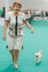 Чихуахуа с владельцем. Фото с выставки собак «Летний Кубок Москвы», прошедшей 02.08.2025 в «Крокус-Экспо» (Москва)