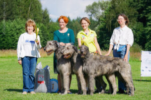 Ирландские волкодавы в конкурсе питомников. Раменское 09.08.2025