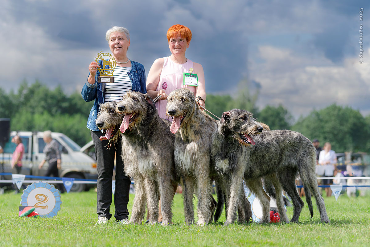 Ирландские волкодавы в конкурсе питомников. Раменское 09.08.2025