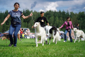 Русские псовые борзые. Раменское 09.08.2025
