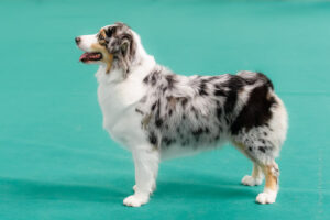 Фото с монопородной выставки австралийских овчарок (аусси), прошедшей 02.08.2025 в «Крокус-Экспо» (Москва)