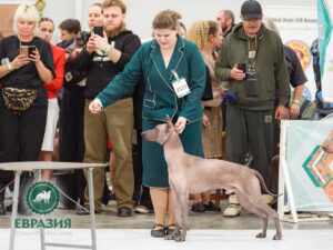 Ксолоитцкуинтли (мексиканская голая) стандарт. «Евразия. Кубок Президента РКФ 2025», Крокус-Экспо, 15.11.2025