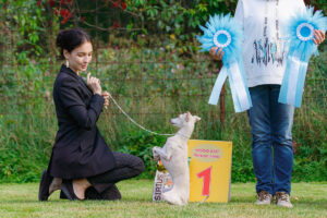 Левретка (Электросталь 14.09.2025)