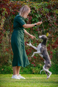 Уиппет (Электросталь 14.09.2025)