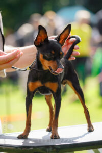 Пражский крысарик. Фото в ринге. Балашиха 06.09.25