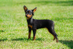 Пражский крысарик. Дополнительные съемки за рингом. Балашиха 06.09.25