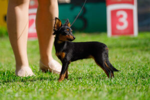 Пражский крысарик. Фото в ринге. Балашиха 06.09.25