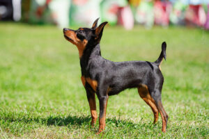 Пражский крысарик. Дополнительные съемки за рингом. Балашиха 06.09.25