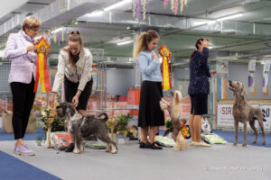 Best in Show выставки САС ЧФ клуба «Олимп» 01.11.2025. Москва, ВЦ «Сфера»