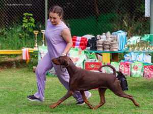 Доберман. Балашиха 06.09.25