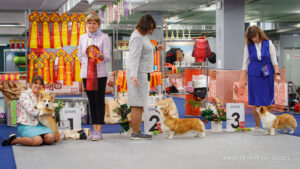 Монопородная выставка вельш корги пемброк 01.11.2025. Москва, ВЦ «Сфера»