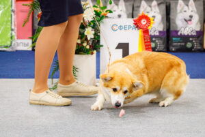 Монопородная выставка вельш корги пемброк 01.11.2025. Москва, ВЦ «Сфера»