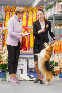 Монопородная выставка вельш корги пемброк 01.11.2025. Москва, ВЦ «Сфера»