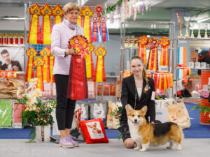 Монопородная выставка вельш корги пемброк 01.11.2025. Москва, ВЦ «Сфера»