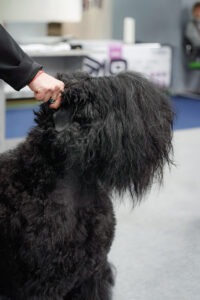 Монопородная выставка русских черных терьеров 01.11.2025. Москва, ВЦ «Сфера»