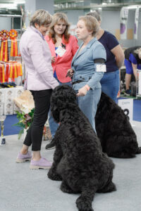 Монопородная выставка русских черных терьеров 01.11.2025. Москва, ВЦ «Сфера»