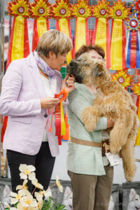 Монопородная выставка ирландских мягкошерстных пшеничных терьеров 01.11.2025. Москва, ВЦ «Сфера»