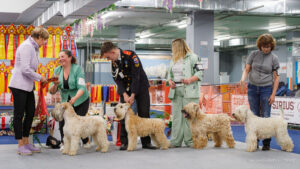 Монопородная выставка ирландских мягкошерстных пшеничных терьеров 01.11.2025. Москва, ВЦ «Сфера»