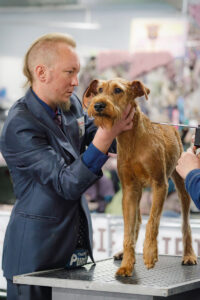 Ирландский терьер. Отдельная выставка САС 3 группы 01.11.2025. Москва, ВЦ «Сфера»