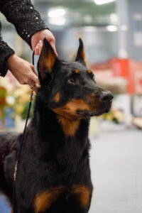 Босерон. Отдельная выставка САС 1 группы 01.11.2025. Москва, ВЦ «Сфера»