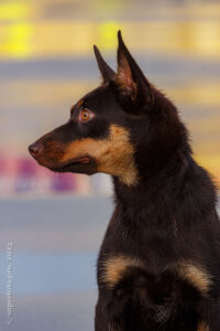 Келпи. Электрогорск, 20.08.2023