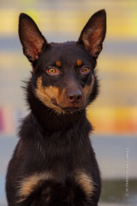 Келпи. Электрогорск, 20.08.2023