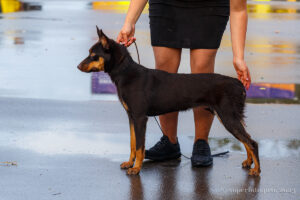 Келпи. Электрогорск, 20.08.2023