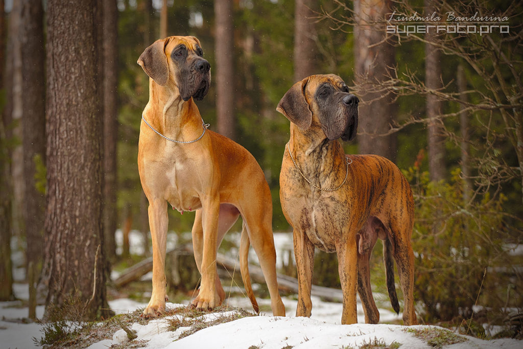 Viskonti Dog Opiria Best Winner и Viskonti Dog Nort Arlington