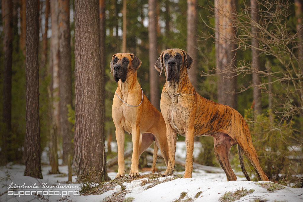 Fantasiya Vyam de Buena Vista и Viskonti Dog Nort Arlington