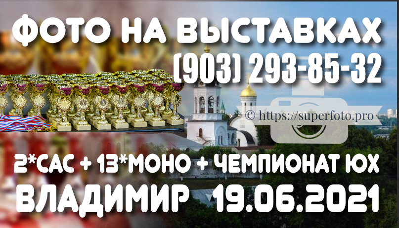 Фото с выставок во Владимире 19.06.2021 (2хСАС + блок моно + Чемпионат ЮХ)