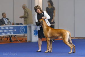 CACIB FCI «Россия 2014», 08.11.2014