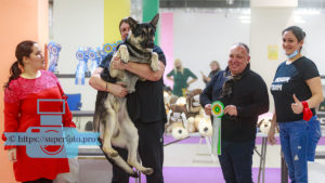 Победитель Best In Show выставки «Мастерс»