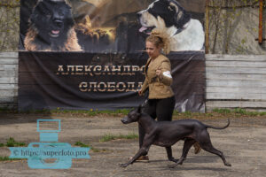 Ксолоитцкуинтли (мексиканская голая собака)