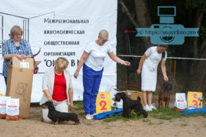 Бест юниоров выставки САС ЧФ 24.07.2022, Москва, Ховрино