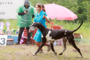 Немецкий дог Бест оф Ройс Норд (Степа) — CAC, КЧК, ЧФ, BOS