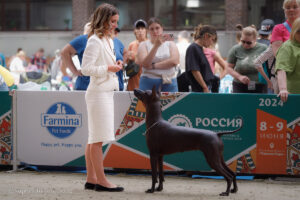 Ксолоитцкуинтли (мексиканская голая собака) стандартного размера. Фото с выставки собак с особым статусом «Россия 2024» 08.06.24