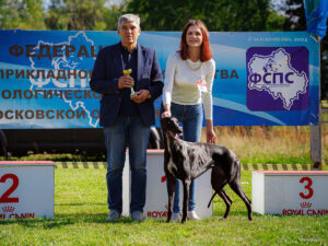 Грейхаунд. Фото с выставок собак в Раменском 11.08.2024