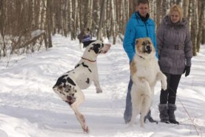 «Мама, папа, спасите, я не с ним!» (Tellus Danes Wielislaw пытается играть с САО-ровесником, 2012 год)