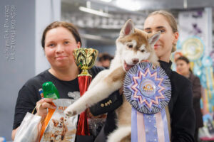 Хаски, класс бэби. Фото с главных бестов выставки «WINTER WINNER - 2025» (ЧРКФ, эксперт FCI Yujia (Hunter) Cong) 21.12.2025. Москва, ВЦ «Сфера»