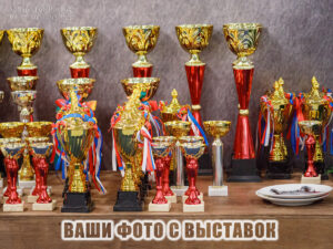 Превью для выбора и приобретения фото с выставок собак, прошедших в Москве и Подмосковье зимой 2025-26 года. Фотограф Мила Бандурина — SuperFotoPro
