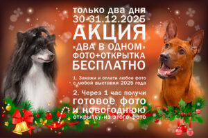 Бесплатная открытка за заказ любого фото с любой выставки 2025-го года