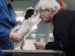 Японский хин бэбик с экспертом Татьяной Мордвиновой