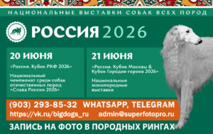 Запись на фото с выставок собак «Россия 2026» (рейтинговые выставки 20-21.06.2026)