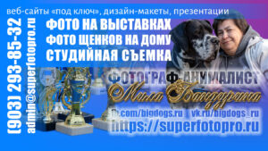 Визитка 2026. Фото Олеси Легостаевой. Фотограф-анималист и веб-разработчик Людмила Бандурина. Фото на выставках, фотосъёмка щенков и котят, рекламные презентации, создание сайтов. Выездная профессиональная студийная съёмка.