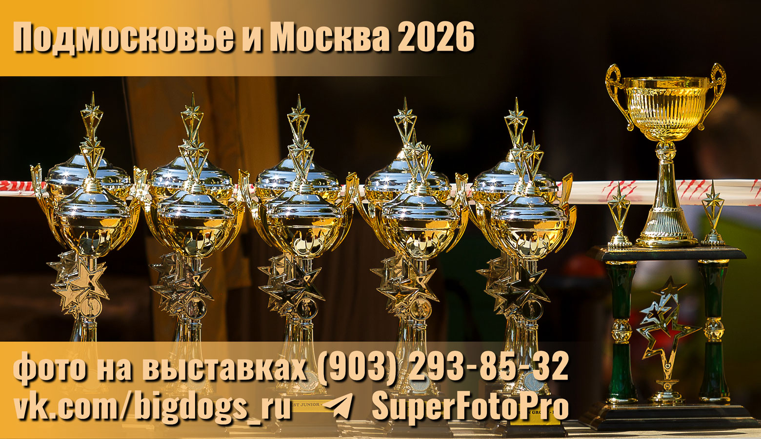 Кому нужны фото с выставок собак, прошедших в Москве и Московской области летом 2026 года — пишите в мессенджер VK https://vk.com/bigdogs_ru или в Telegram https://t.me/SuperFotoPro